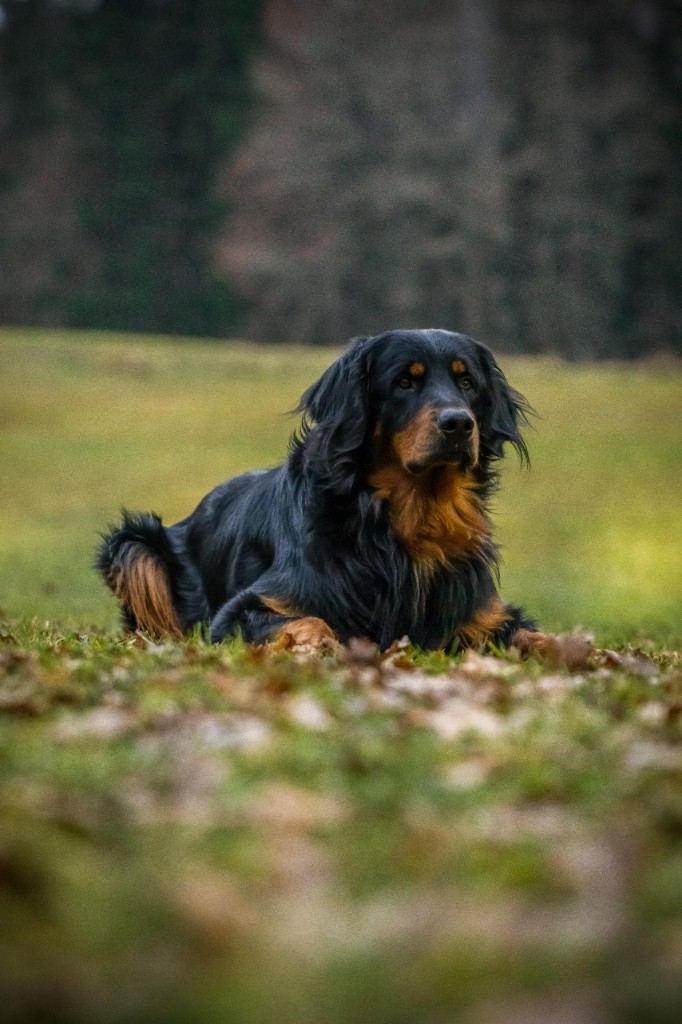 Hovawart Apollo liegt aufmerksam im Gras
