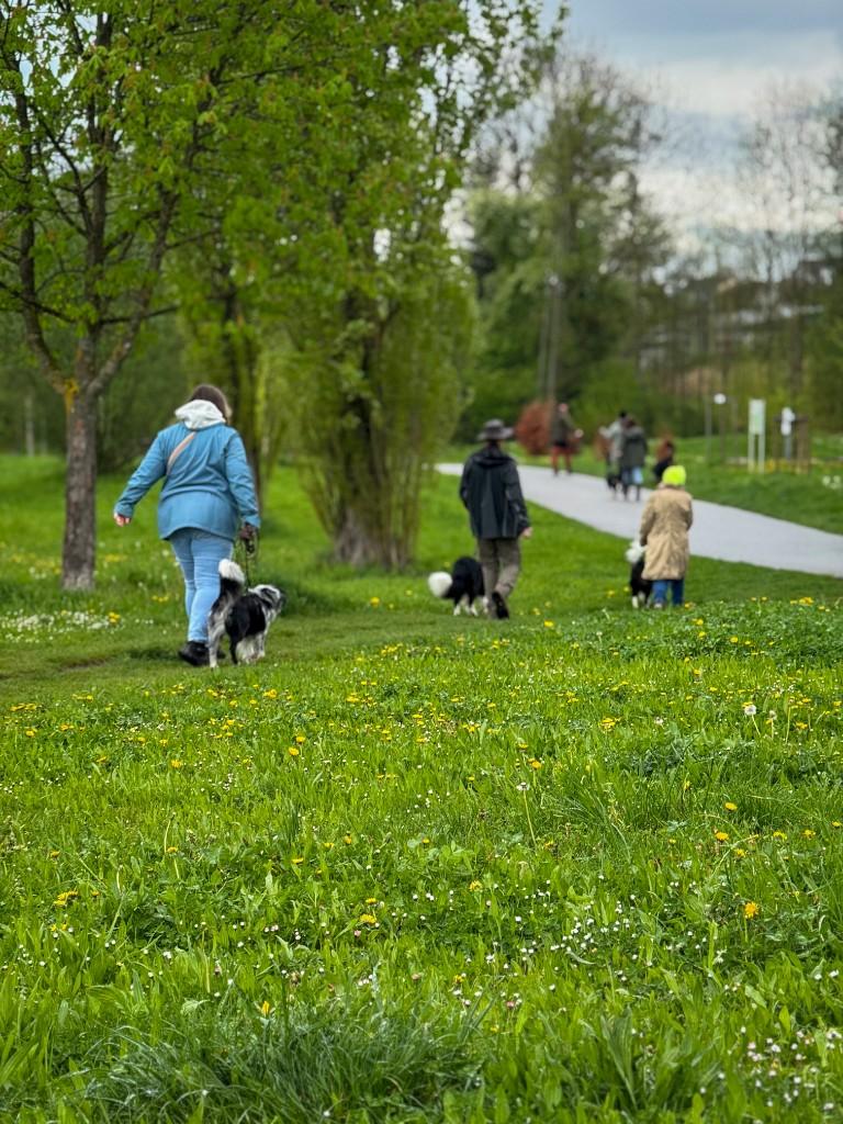 Social Walk über die Wiese, mit Abstand zwischen den Teams